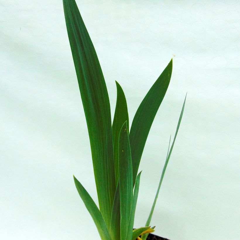 Iris germanica Alizes - Giaggiolo paonazzo (Fogliame)