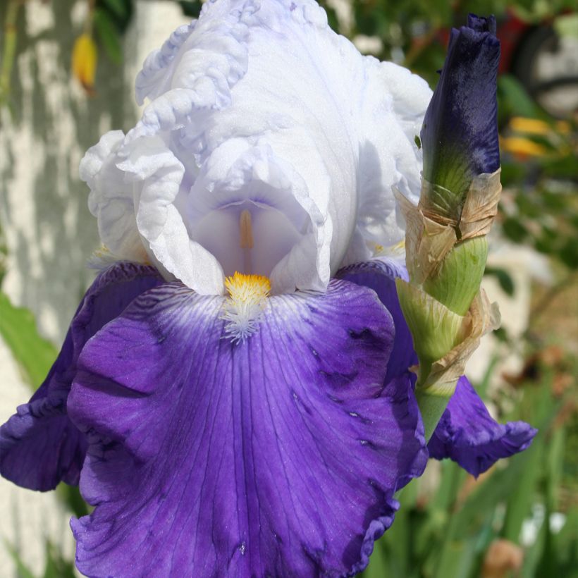 Iris germanica Arpège - Giaggiolo paonazzo (Fioritura)