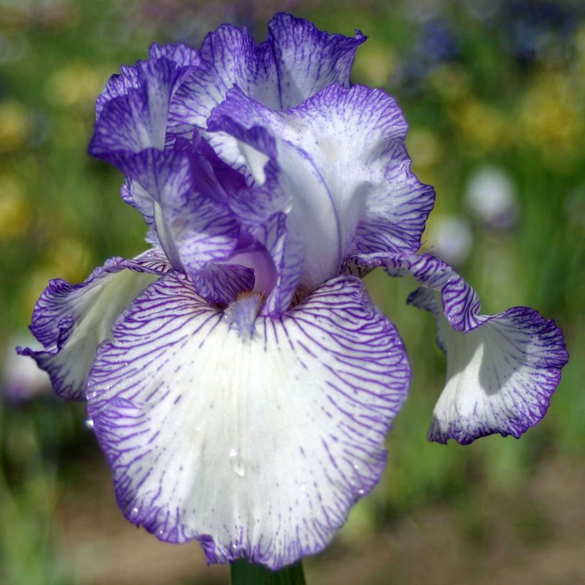 Iris germanica Autumn Circus - Giaggiolo paonazzo (Fioritura)