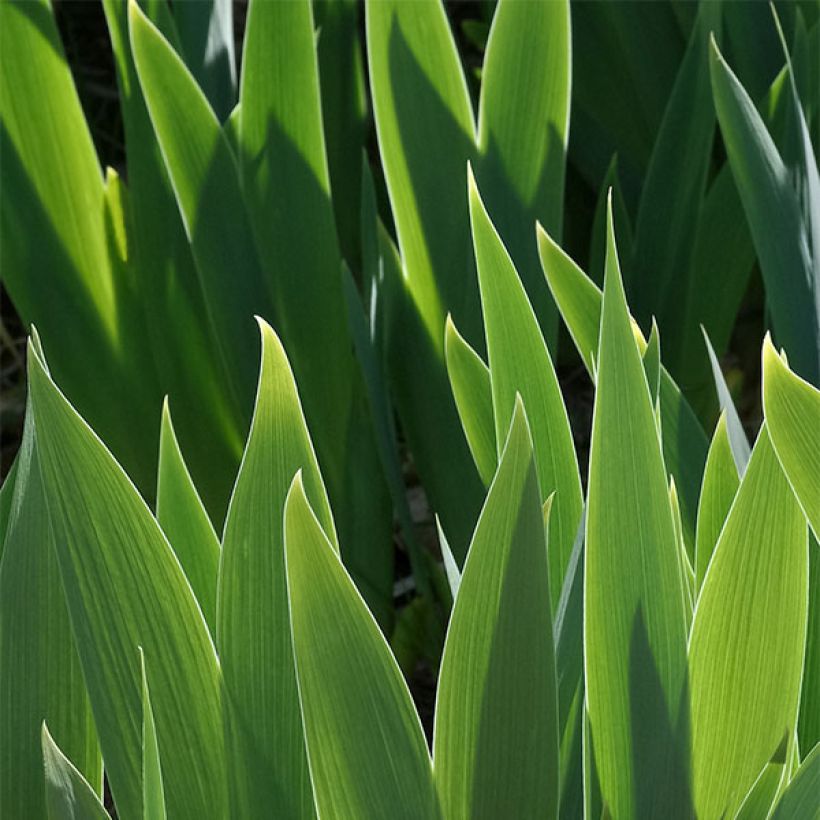 Iris germanica Ballet Lesson - Giaggiolo paonazzo (Fogliame)