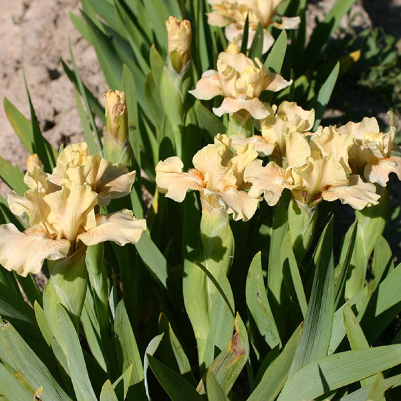 Iris germanica Ballet Lesson - Giaggiolo paonazzo (Fioritura)