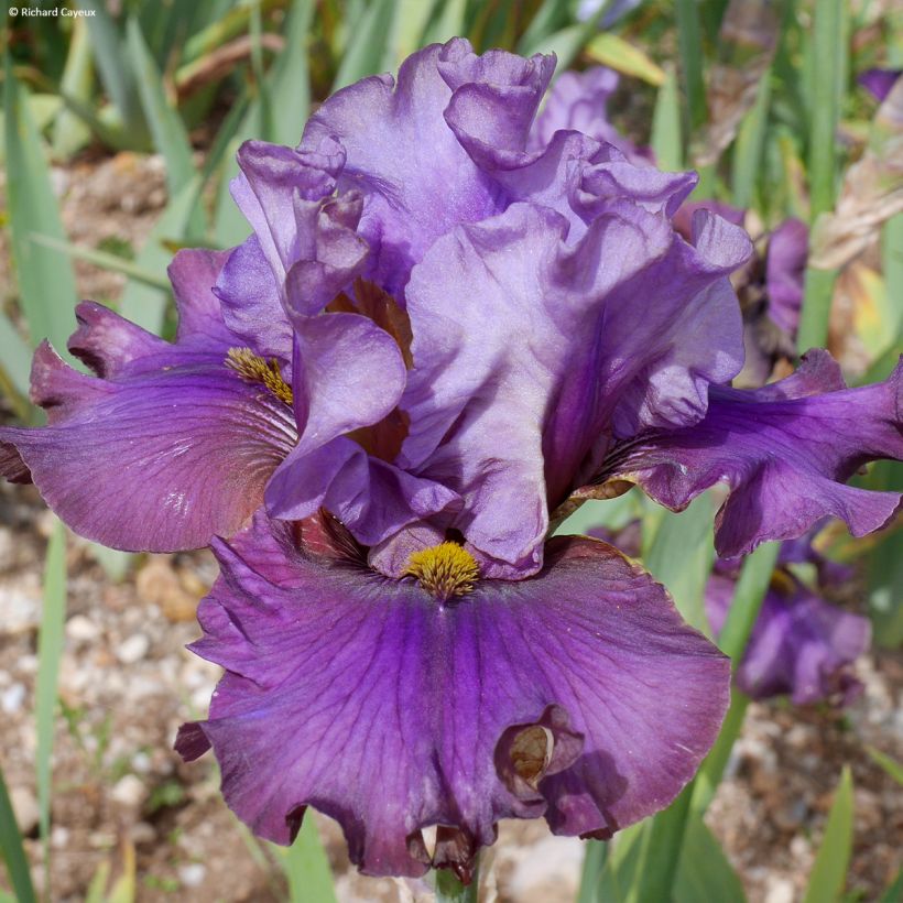 Iris germanica Belle Surprise - Giaggiolo paonazzo (Fioritura)