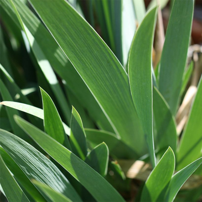 Iris germanica Blenheim Royal - Giaggiolo paonazzo (Fogliame)