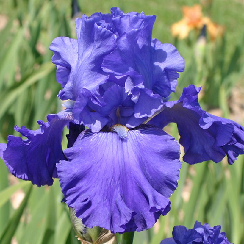 Iris germanica Blenheim Royal - Giaggiolo paonazzo (Fioritura)