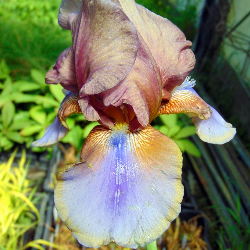 Iris germanica Burnt Toffee - Giaggiolo paonazzo (Fioritura)