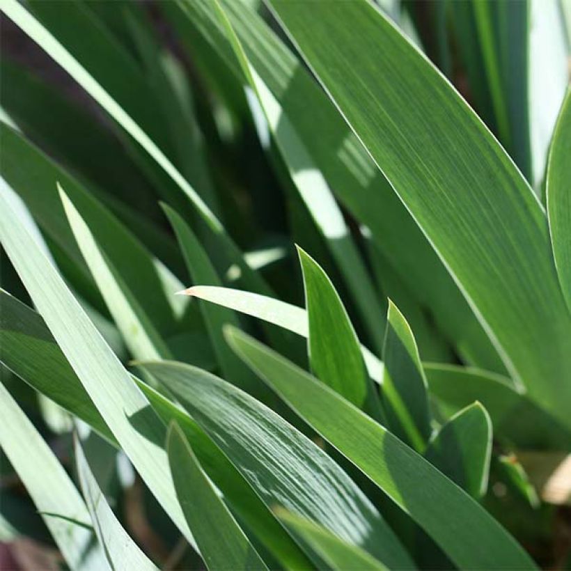 Iris germanica Burst - Giaggiolo paonazzo (Fogliame)