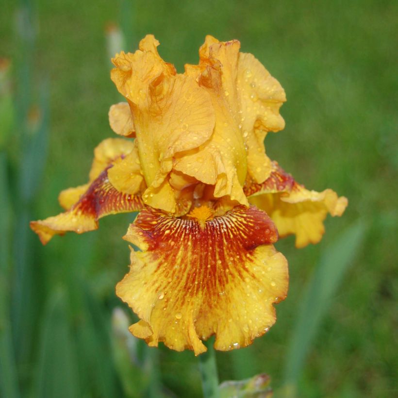 Iris germanica Burst - Giaggiolo paonazzo (Fioritura)