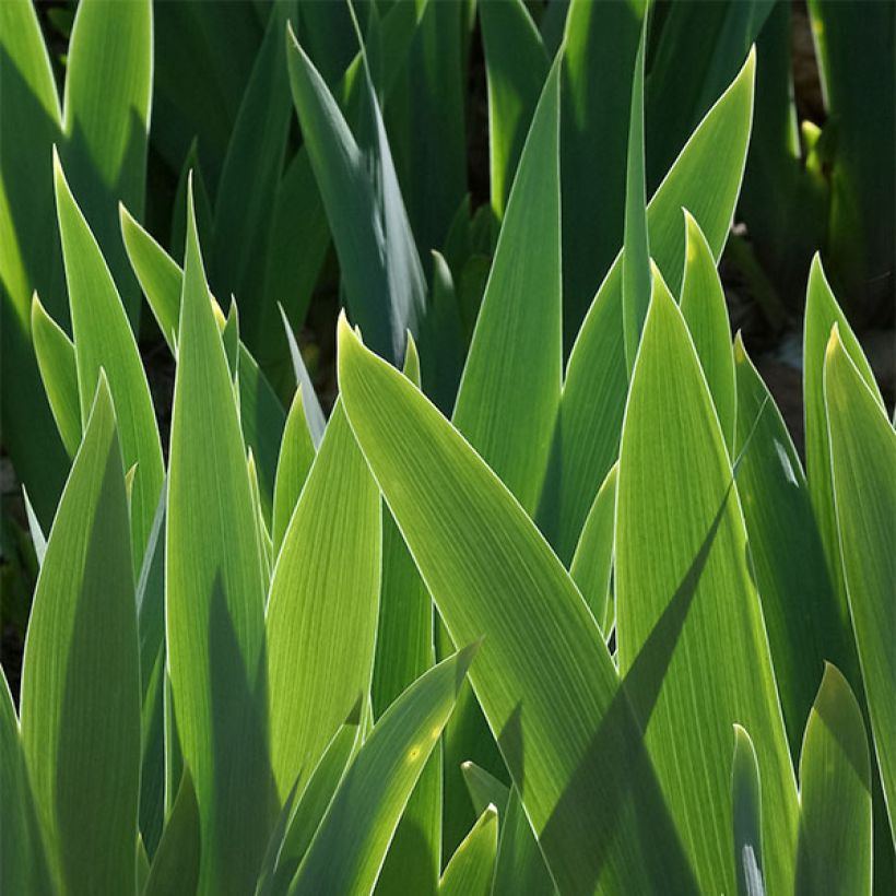 Iris germanica Cat's Eye - Giaggiolo paonazzo (Fogliame)