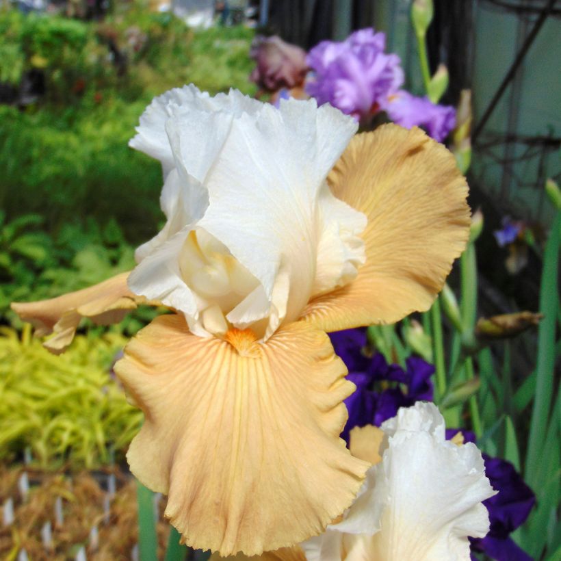 Iris germanica Chateau d Auvers Sur Oise - Giaggiolo paonazzo (Fioritura)