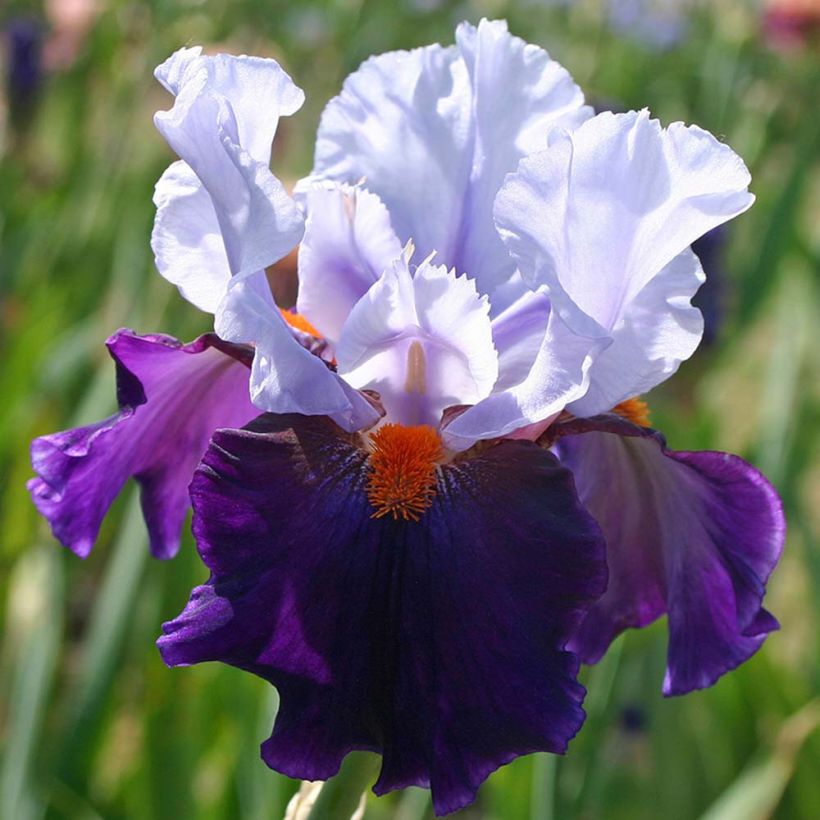 Iris germanica Chelsea Bleu - Giaggiolo paonazzo (Fioritura)