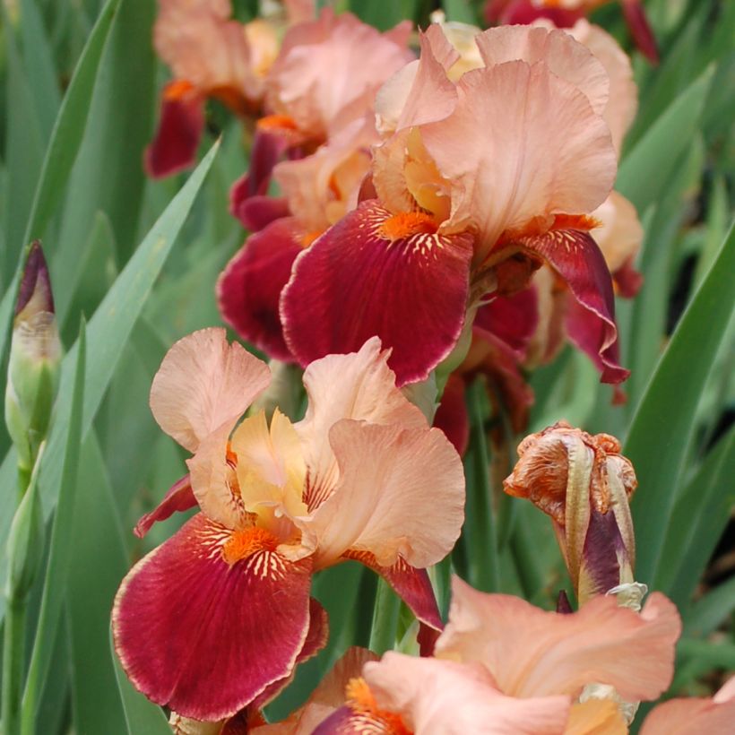 Iris germanica Cimarron Strip - Giaggiolo paonazzo (Fioritura)