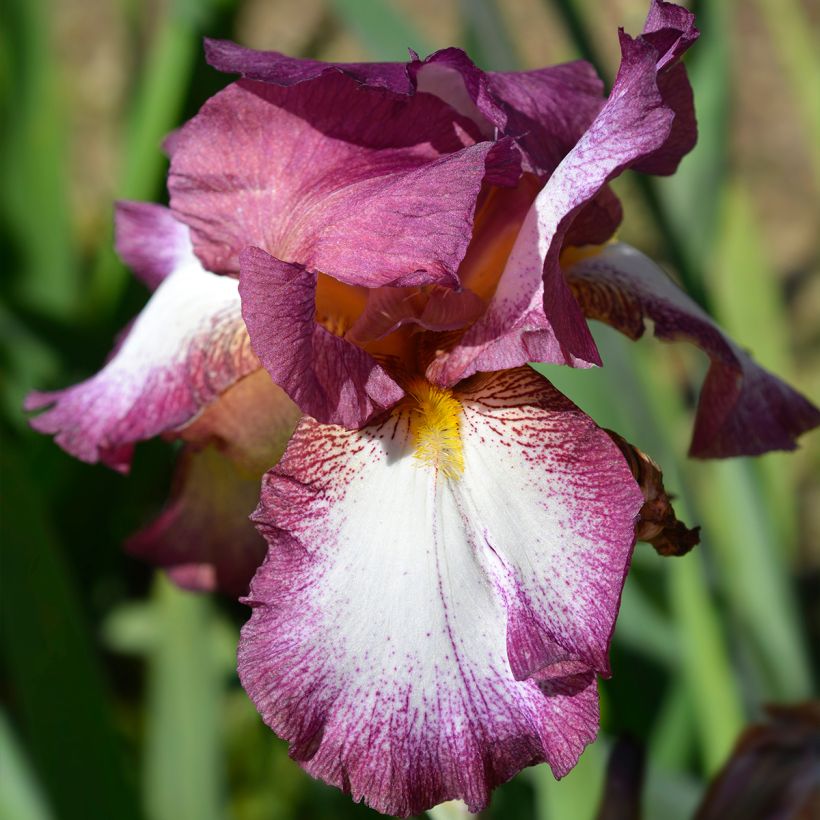 Iris germanica Crinoline - Giaggiolo paonazzo (Fioritura)