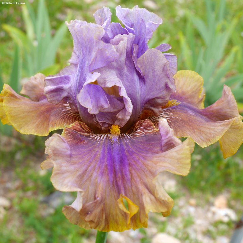 Iris germanica Déguisement - Giaggiolo paonazzo (Fioritura)