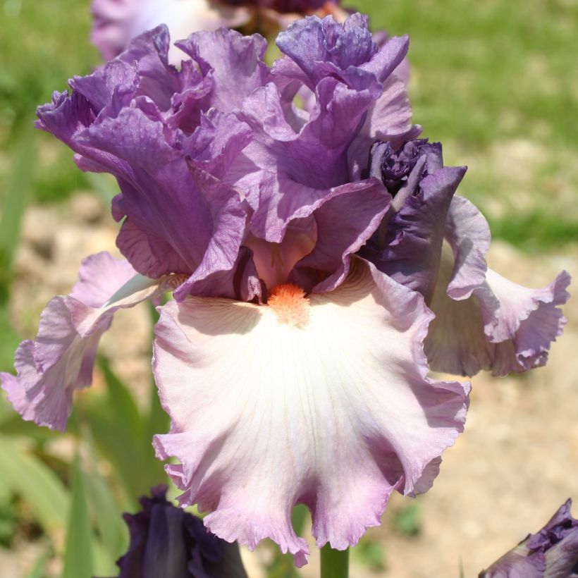 Iris germanica Fashion Statement - Giaggiolo paonazzo (Fioritura)