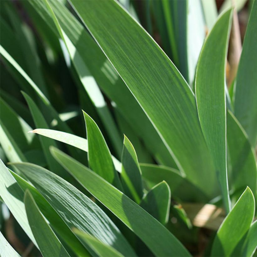 Iris germanica Firestorm - Giaggiolo paonazzo (Fogliame)