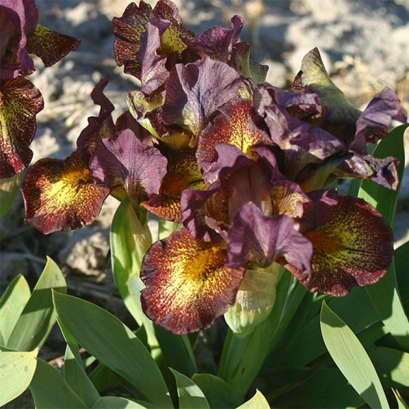 Iris germanica Firestorm - Giaggiolo paonazzo (Fioritura)