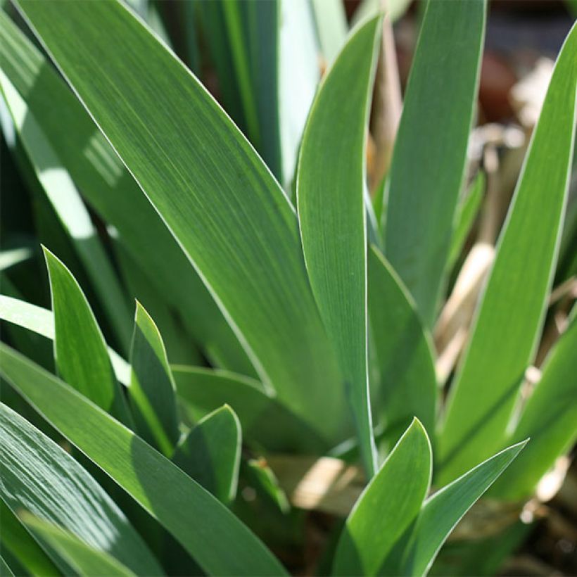 Iris germanica Flamenco - Giaggiolo paonazzo (Fogliame)