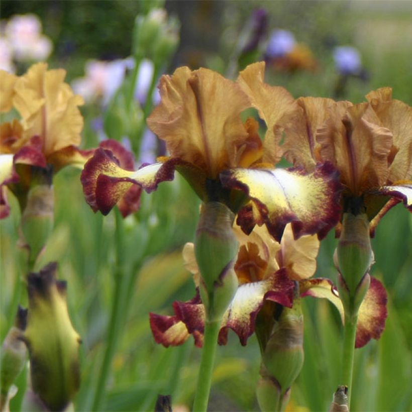 Iris germanica Flamenco - Giaggiolo paonazzo (Fioritura)