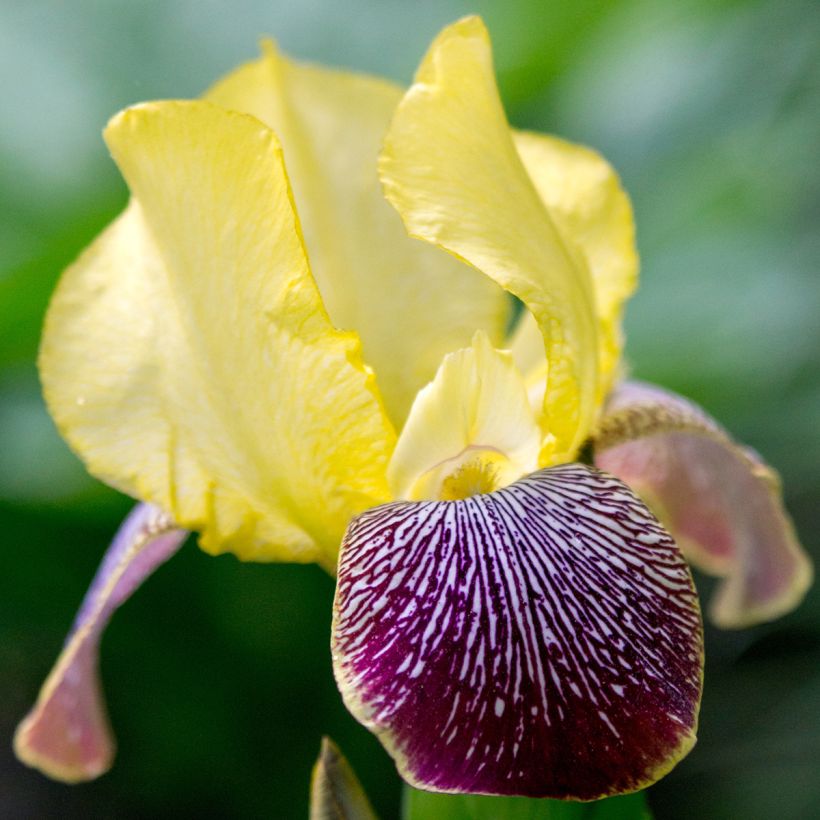 Iris germanica Flaming Dragon - Giaggiolo paonazzo (Fioritura)