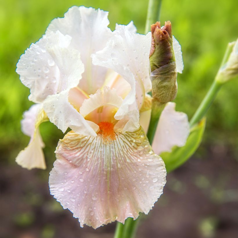 Iris germanica Frappé - Giaggiolo paonazzo (Fioritura)