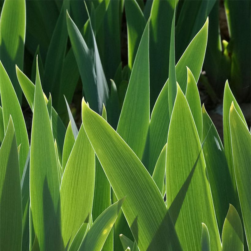 Iris germanica Frisk Me - Giaggiolo paonazzo (Fogliame)