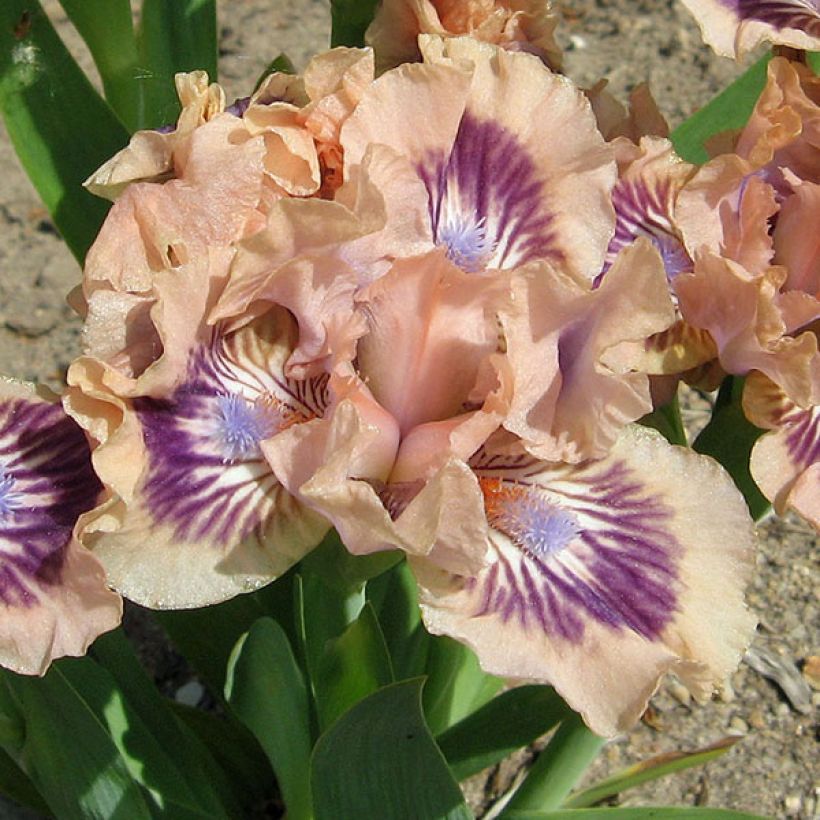 Iris germanica Frisk Me - Giaggiolo paonazzo (Fioritura)