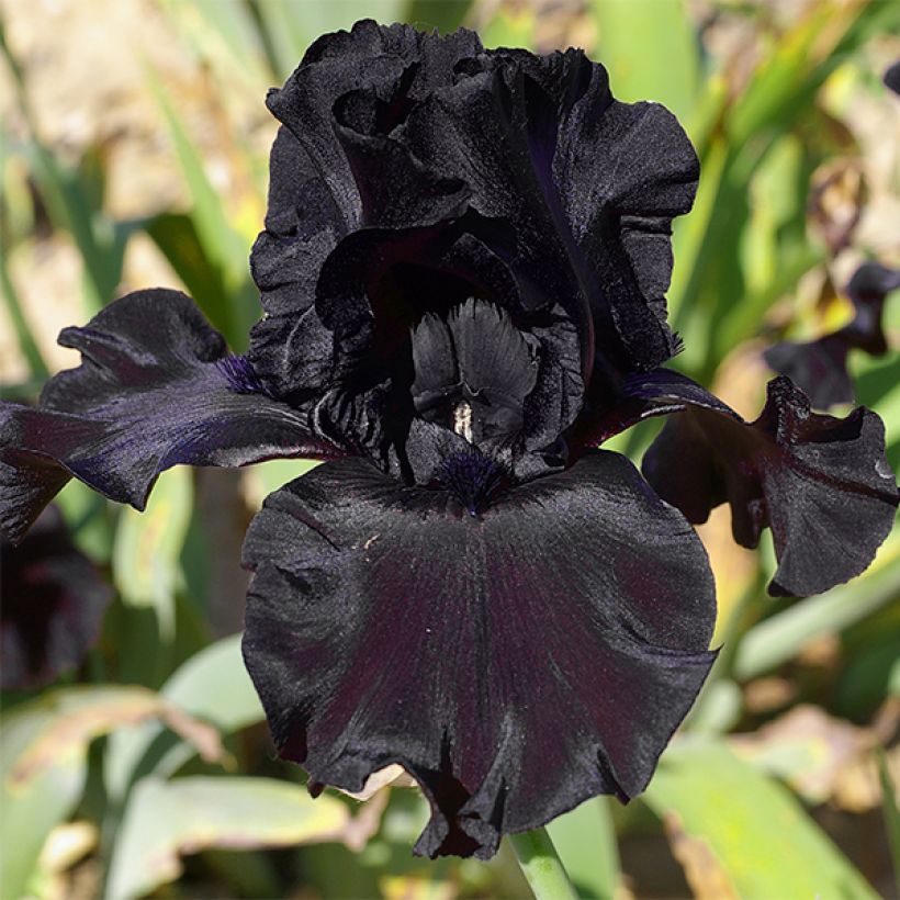 Iris germanica Ghost Train - Giaggiolo paonazzo (Fioritura)