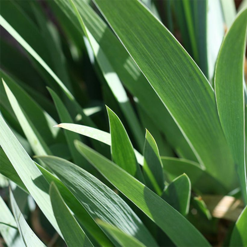 Iris germanica Going My Way - Giaggiolo paonazzo (Fogliame)