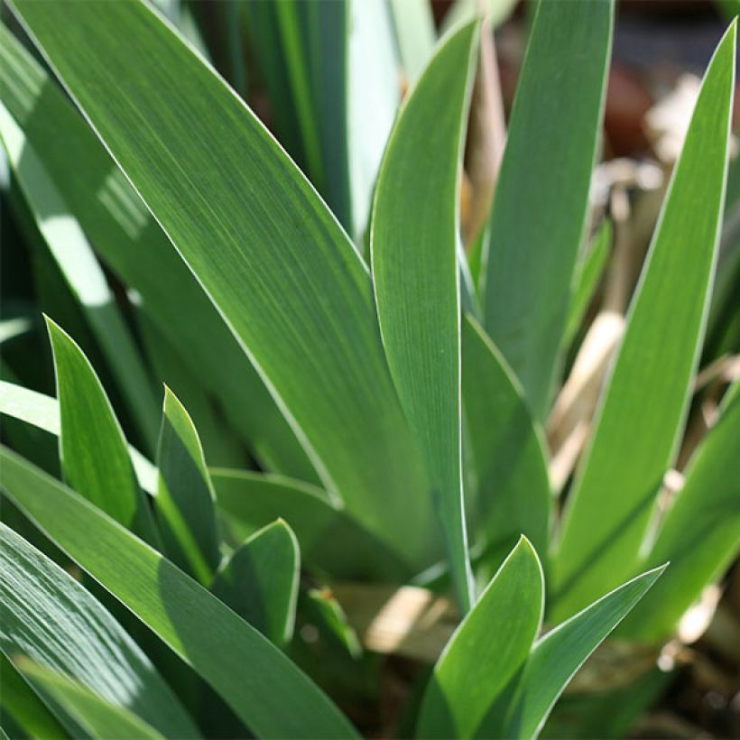 Iris germanica Katty Petts - Giaggiolo paonazzo (Fogliame)