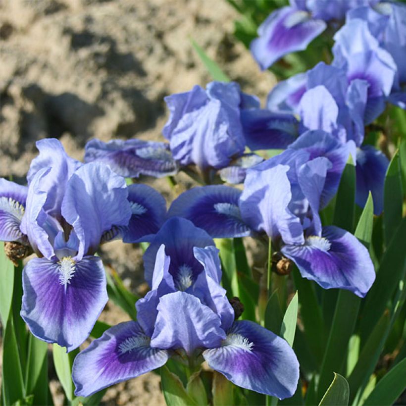 Iris germanica Katty Petts - Giaggiolo paonazzo (Fioritura)