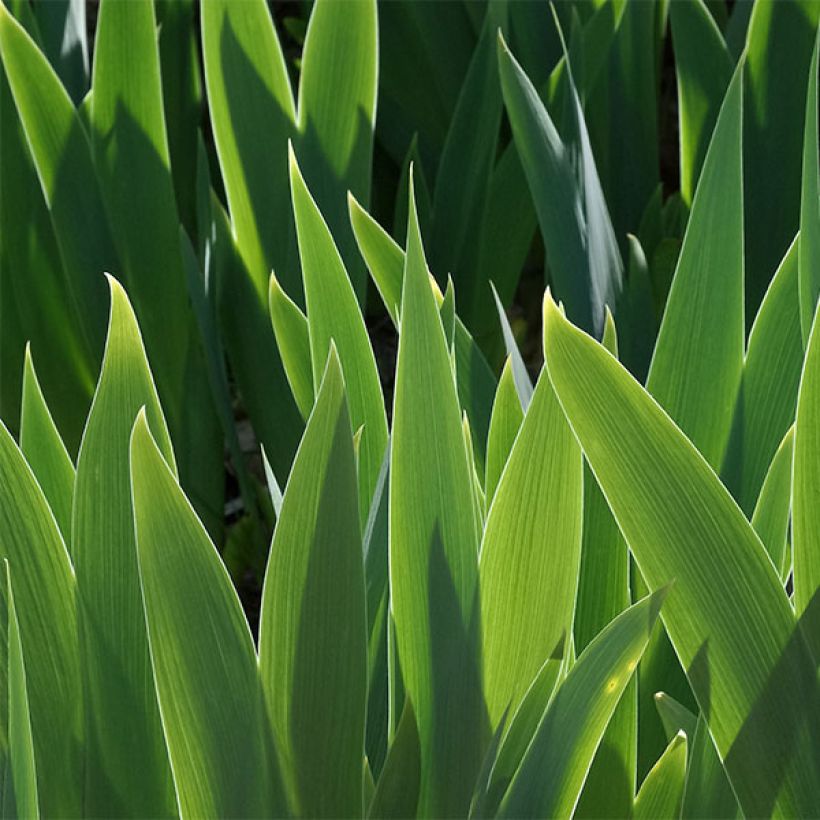 Iris germanica Making Eyes - Giaggiolo paonazzo (Fogliame)