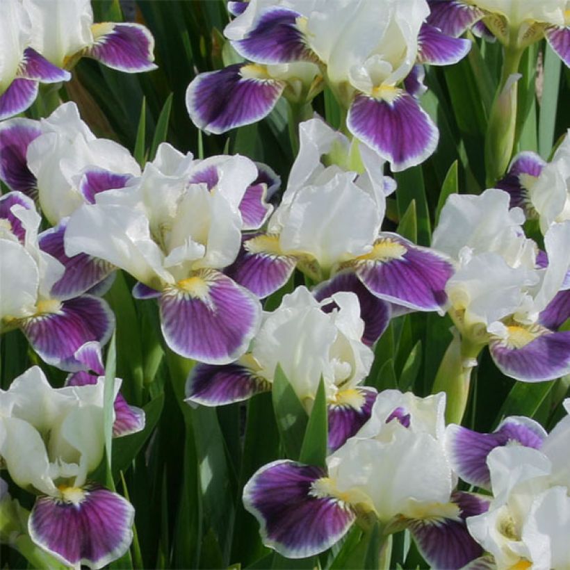 Iris germanica Making Eyes - Giaggiolo paonazzo (Fioritura)