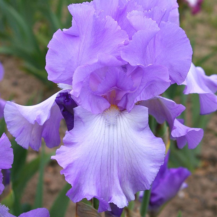 Iris germanica Mary Frances - Giaggiolo paonazzo (Fioritura)