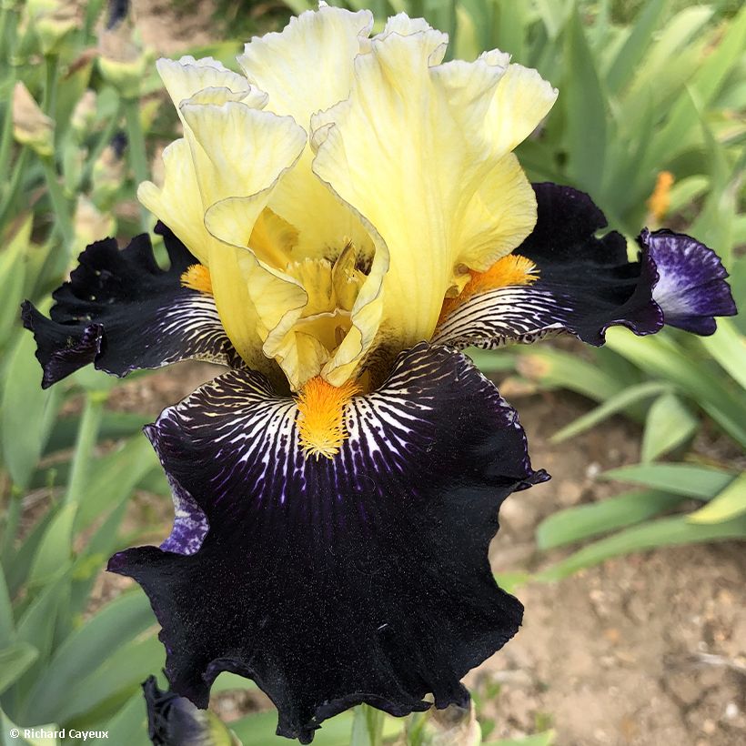 Iris germanica Masque Noir - Giaggiolo paonazzo (Fioritura)