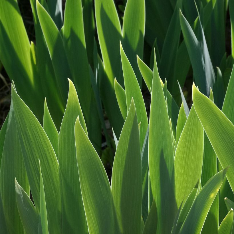 Iris germanica Mer du Sud - Giaggiolo paonazzo (Fogliame)