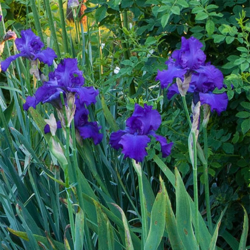 Iris germanica Mer du Sud - Giaggiolo paonazzo (Fioritura)