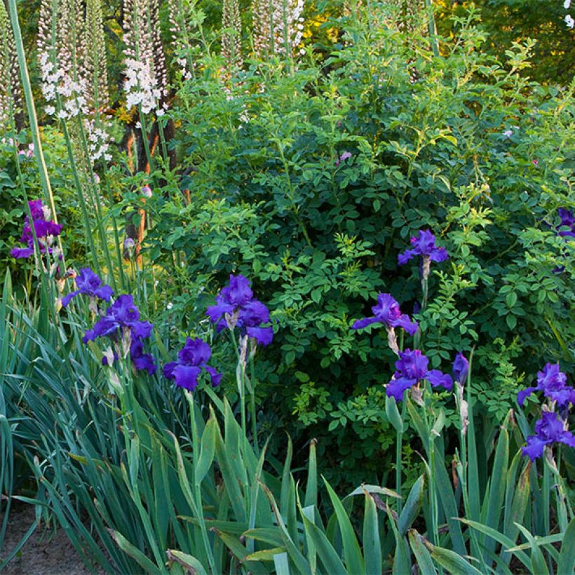 Iris germanica Mer du Sud - Giaggiolo paonazzo (Porto)