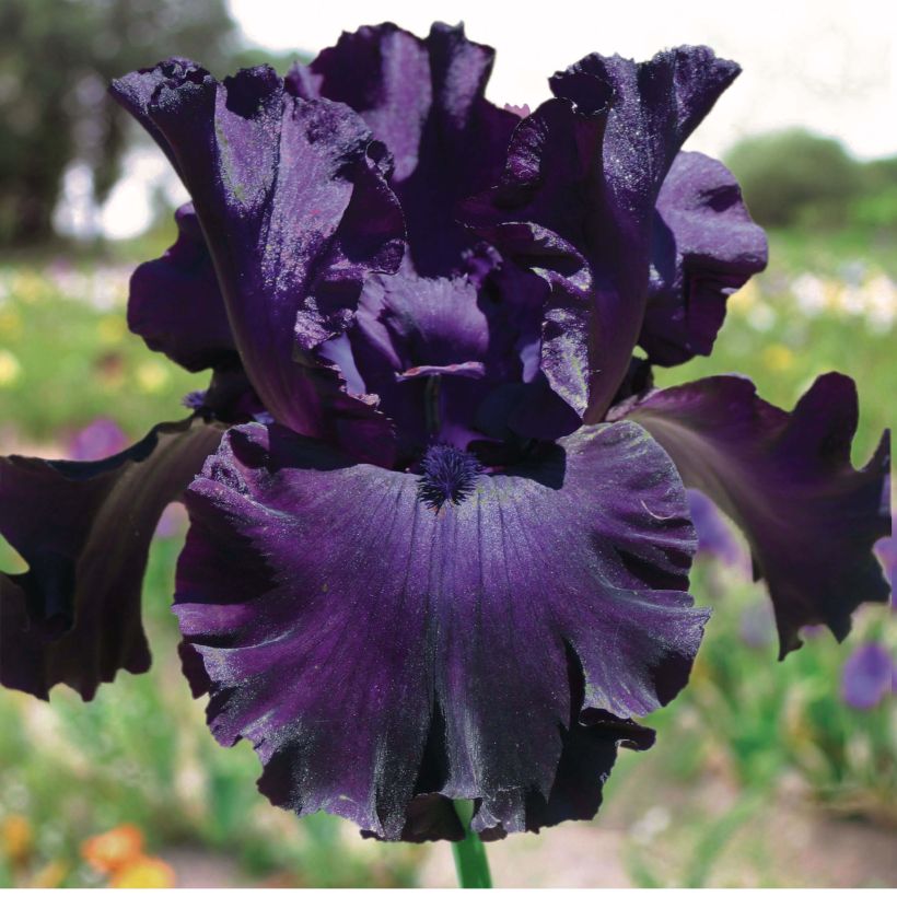 Iris germanica Midnight Revelry - Giaggiolo paonazzo (Fioritura)