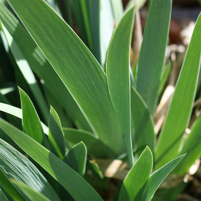 Iris germanica Ola Kala - Giaggiolo paonazzo (Fogliame)