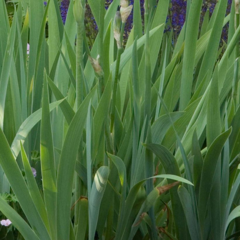 Iris germanica Old Black Magic - Giaggiolo paonazzo (Fogliame)