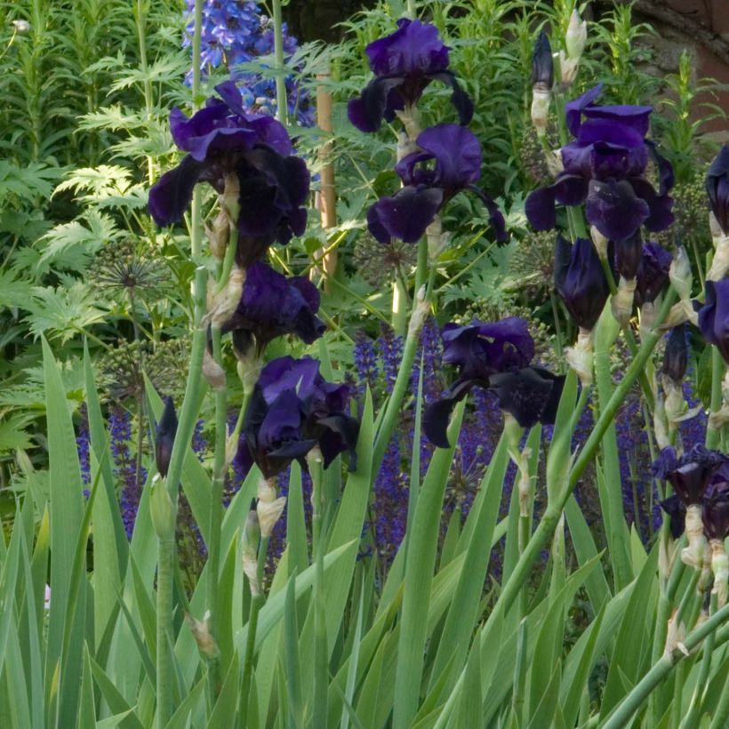 Iris germanica Old Black Magic - Giaggiolo paonazzo (Fioritura)