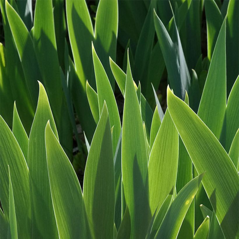 Iris germanica Petit Bijou - Giaggiolo paonazzo (Fogliame)