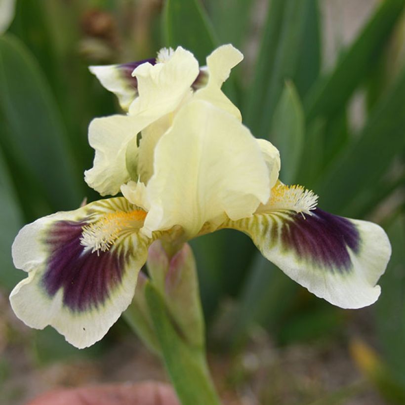 Iris germanica Petit Bijou - Giaggiolo paonazzo (Fioritura)