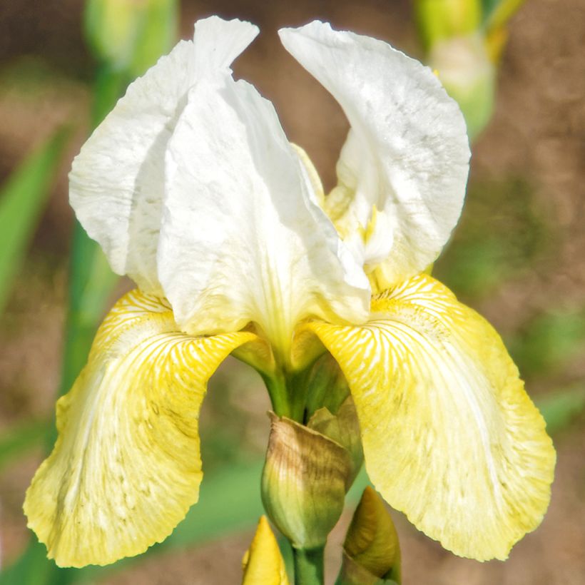 Iris germanica Pinnacle - Giaggiolo paonazzo (Fioritura)