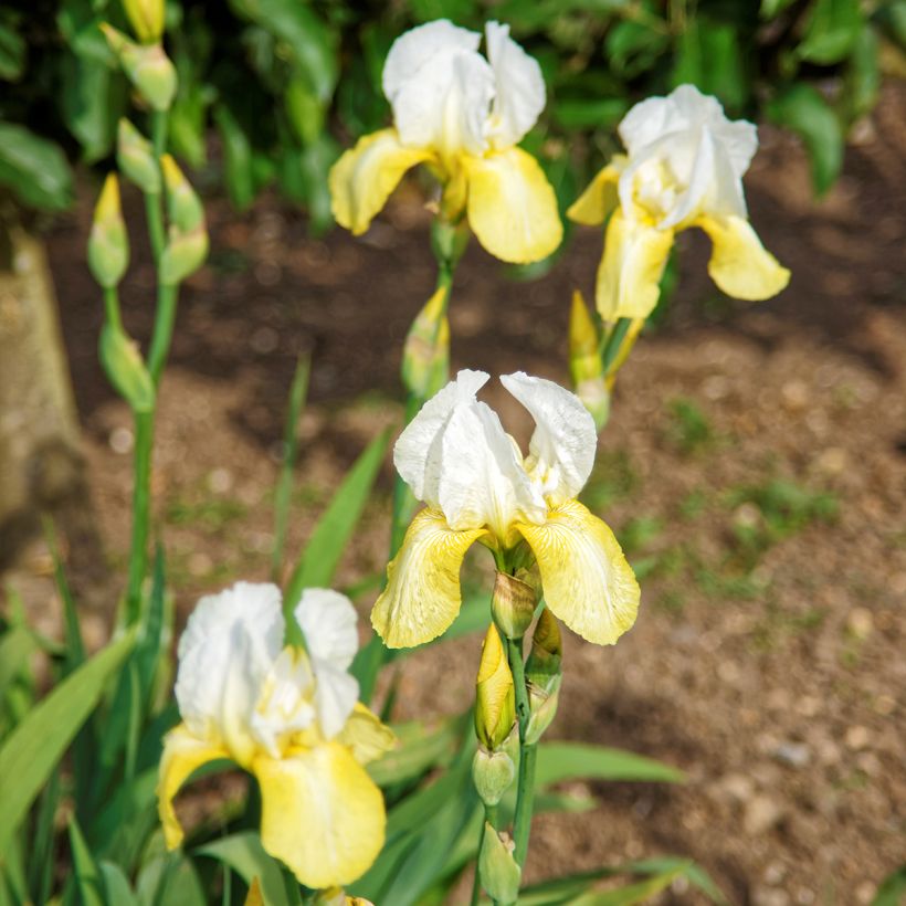 Iris germanica Pinnacle - Giaggiolo paonazzo (Porto)