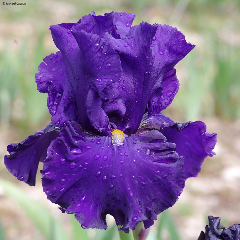 Iris germanica Profond Soupir - Giaggiolo paonazzo (Fioritura)