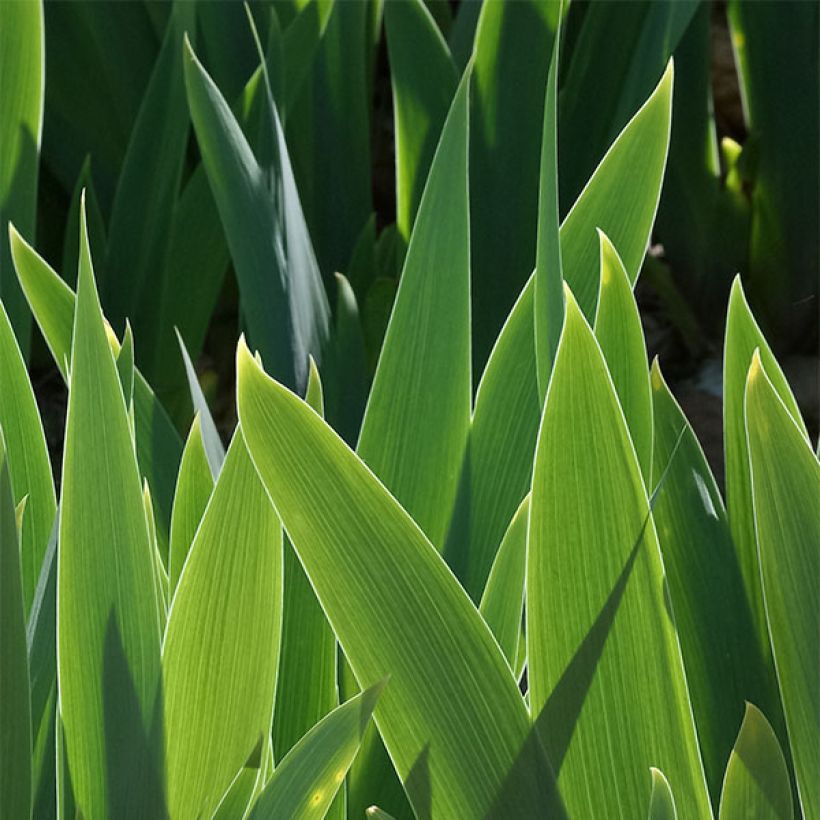 Iris germanica Raspberry Silk - Giaggiolo paonazzo (Fogliame)