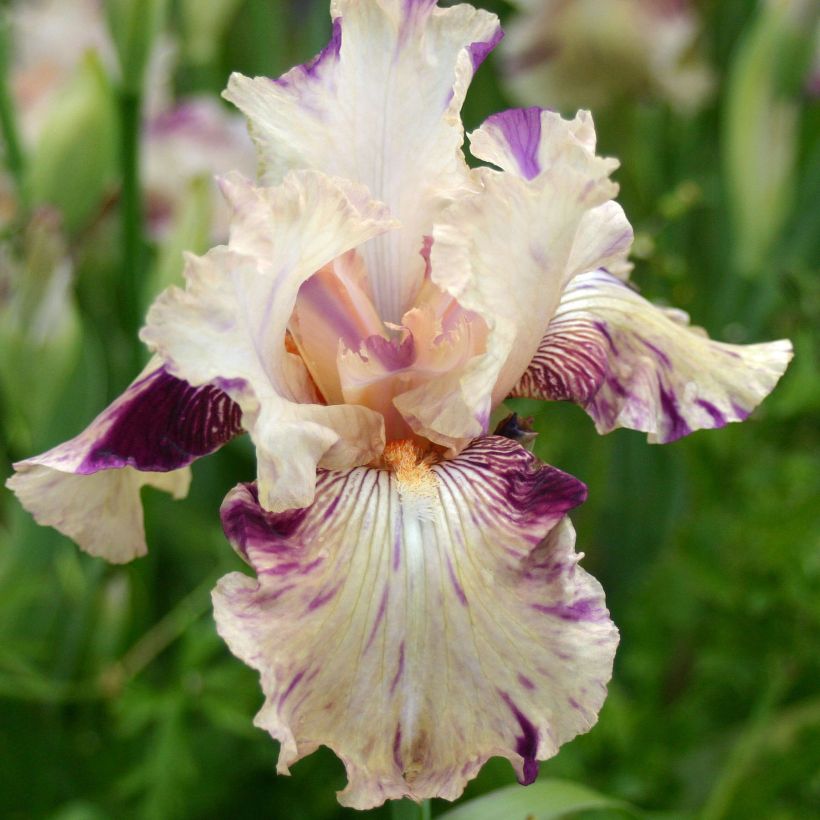 Iris germanica Raspberry Silk - Giaggiolo paonazzo (Fioritura)