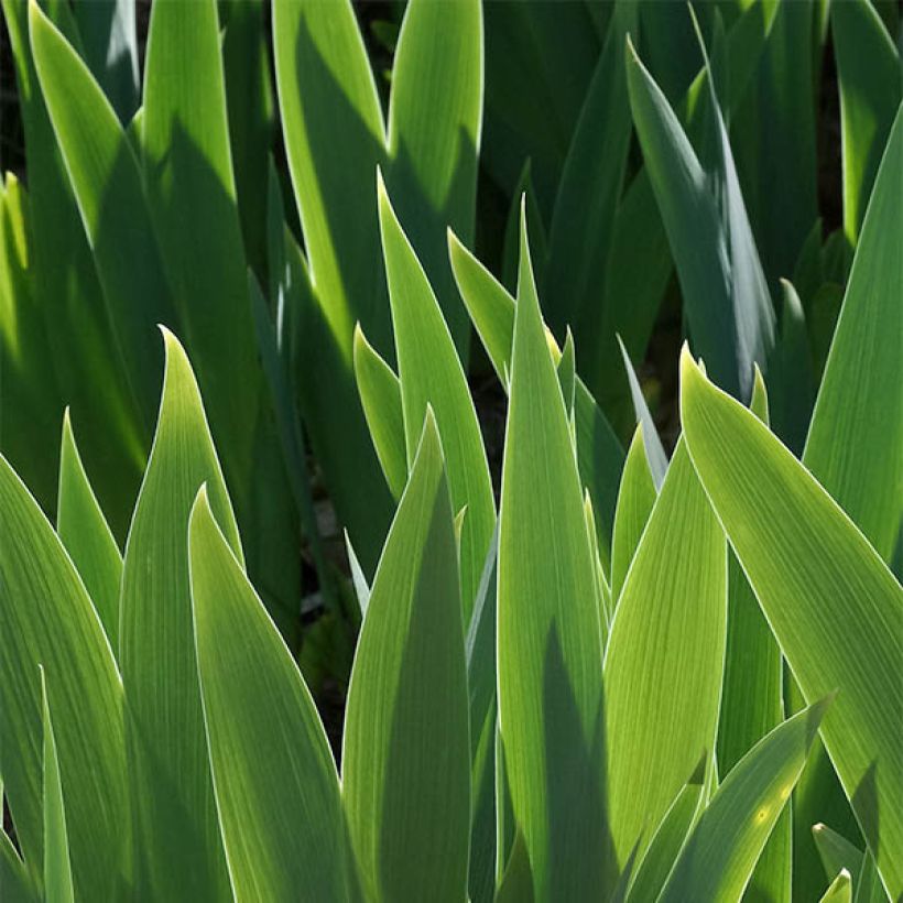 Iris germanica Ringo - Giaggiolo paonazzo (Fogliame)