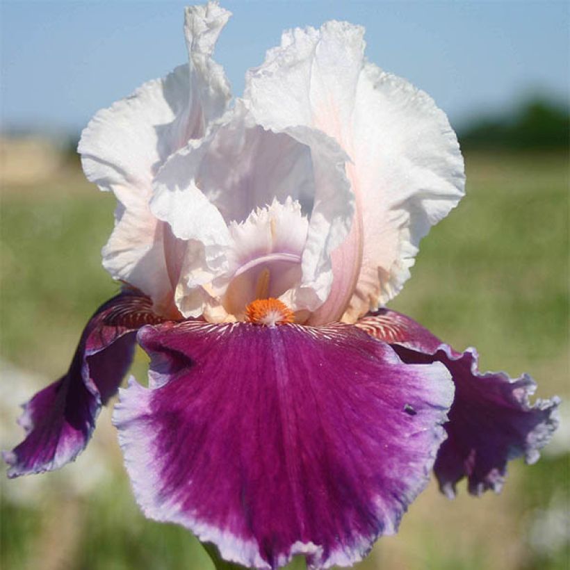 Iris germanica Ringo - Giaggiolo paonazzo (Fioritura)